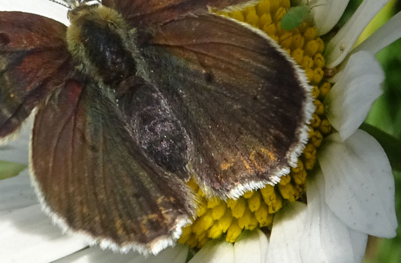 in trasparenza: Lycaena tithyrus subalpinus